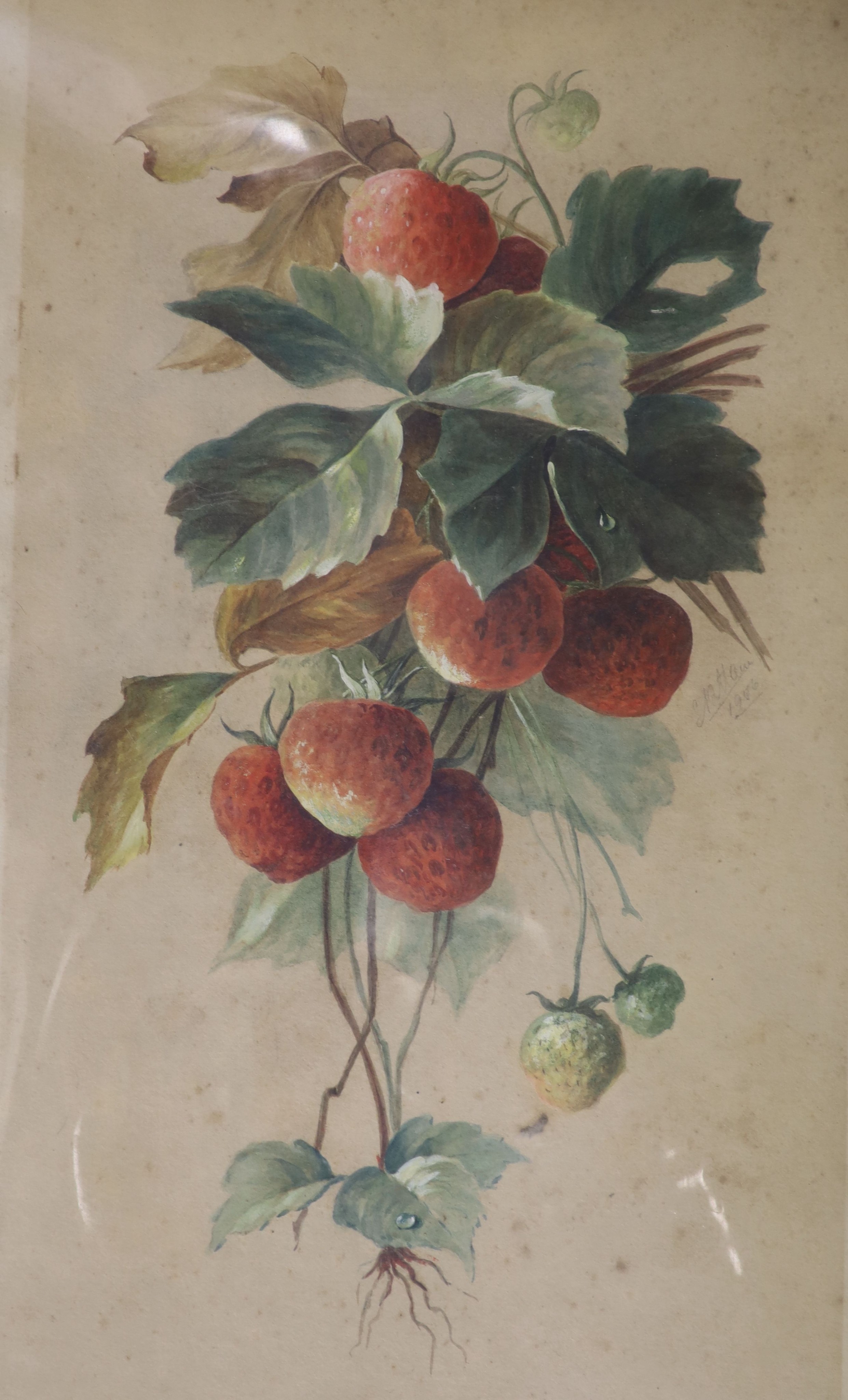 English School c.1922, pair of watercolours, 'A Rose for Rembrance' and 'A Wayside Flower', monogrammed, 45 x 26cm and two watercolour studies for fruit dated 1906, 38 x 20cm